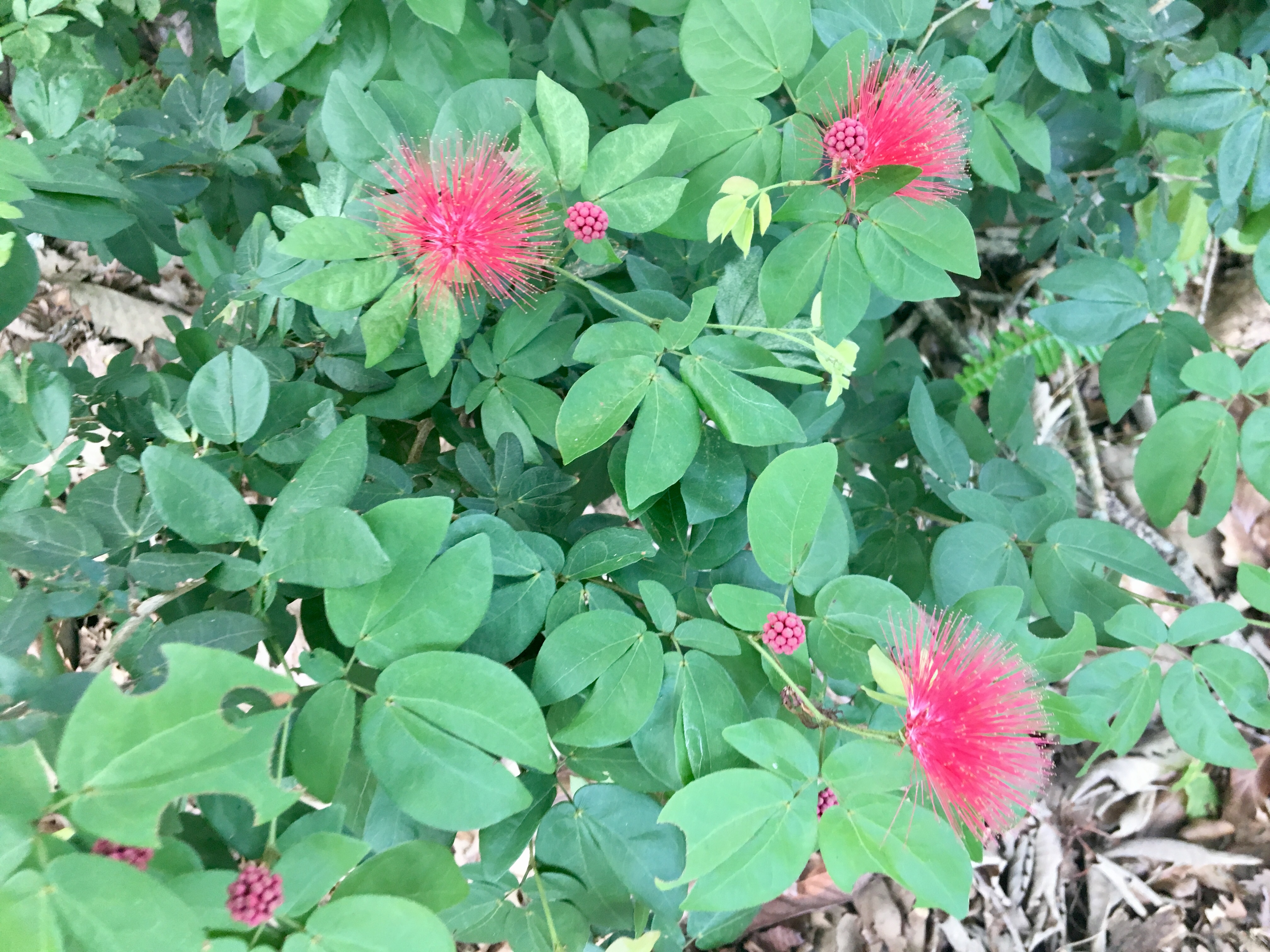 You can grow flowering plants in shady areas 